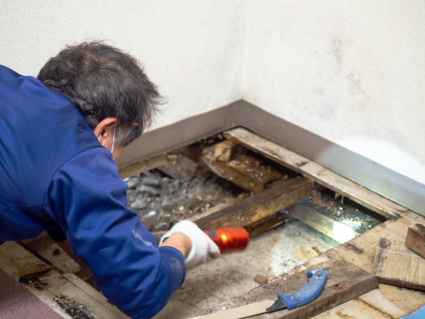 Best Toxic Mold Removal  in Centerville, MN