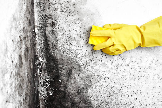 Best Toxic Mold Removal  in Centerville, MN