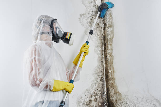 Best Mold Damage Repair  in Centerville, MN