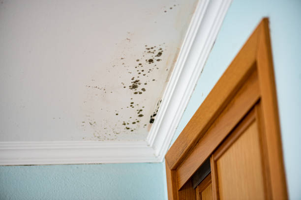 Best Water Damage Restoration  in Centerville, MN