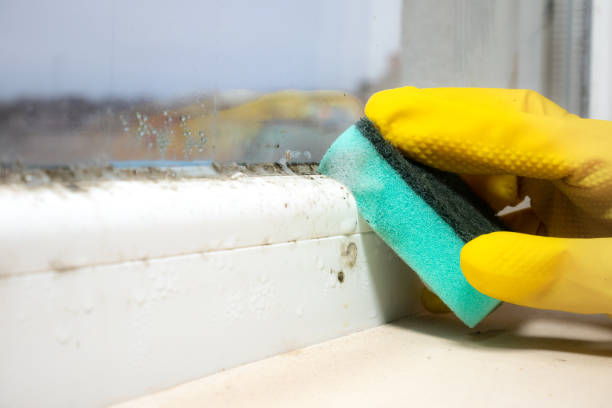 Best Mold Inspection  in Centerville, MN