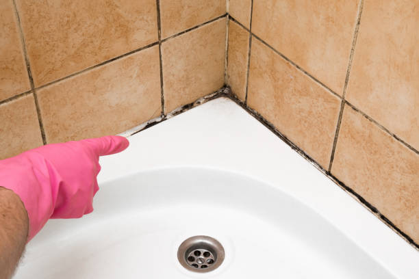 Best Local Mold Removal Service  in Centerville, MN